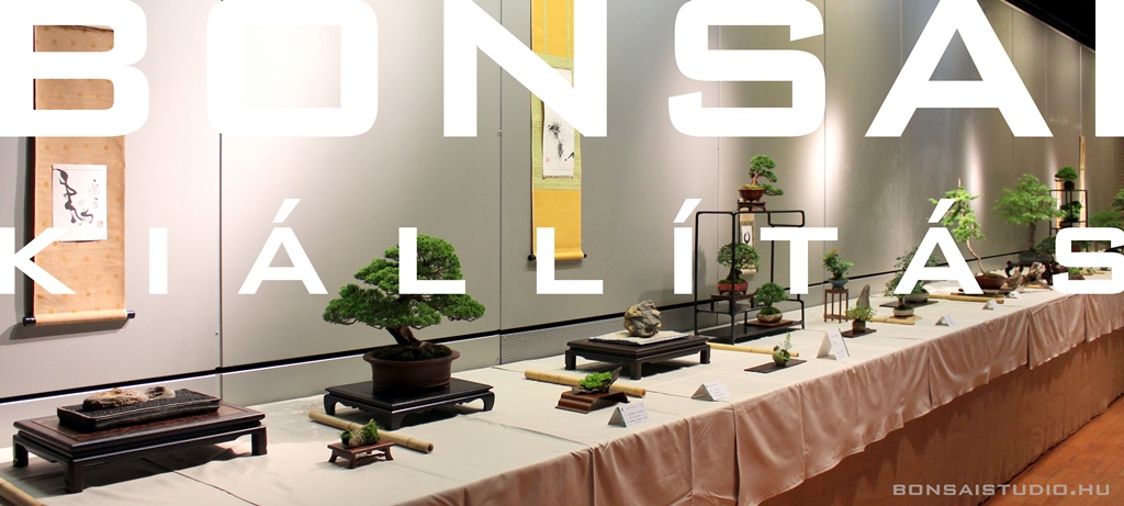 bonsai kiallitas a fovarosi allat es novenykert barlangtermeben